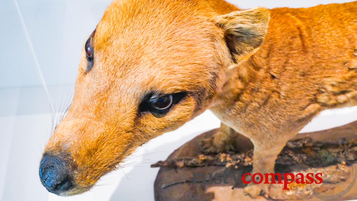 Tasmanian Tiger - Chau Chak Wing Museum, Sydney